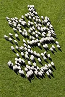 Merino: Flock of Merino sheep East in a meadow France