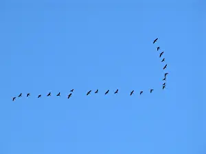 Migrating: flock of migrant birds in flight
