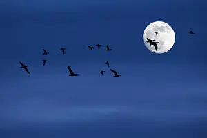 Composition: Flock of migrating ducks and geese flying in front