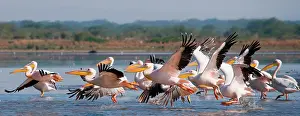 Wide: Flock of Pelicans blancs (Pelecanus onocrotalus)