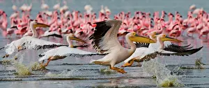 Splashing: Flock of pelicans (Pelecanus onocrotalus) are fl