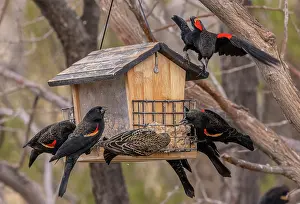 Free: Flock of Red-winged blackbird, Agelaius phoenice