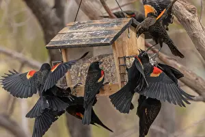 Free: Flock of Red-winged blackbird, Agelaius phoenice