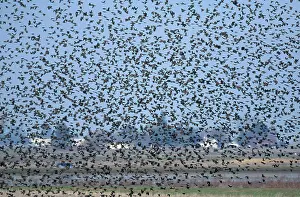 Agelaius: Flock of Red Winged Blackbirds