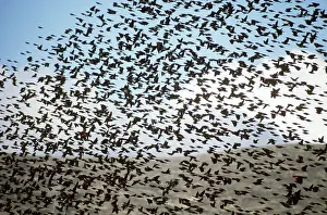 Agelaius: A flock of Red-winged Blackbirds in flight