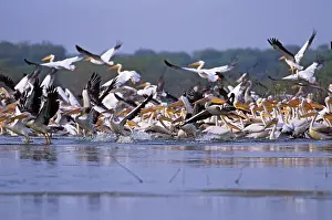 Habtiat: Flock of Rosy / White Pelicans taking-off