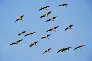 260419: Flock of Sandhill Cranes on migration, flying together