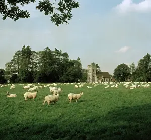 Berkshire: Flock of sheep