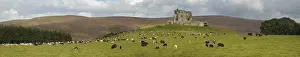 Fortified: Flock of sheep before Auchindoun Castle in Scotland