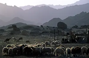 Peoples: Flock of sheep in a Bedouin camp Sinai Egypt