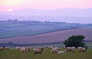 Anthony Harrison: Flock of Sheep - at dusk