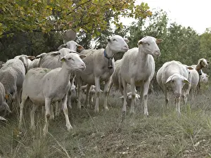 Scrubland: A flock of sheep in the Montpellier garrigue