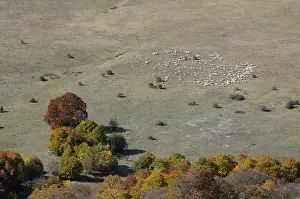 Regione: Flock of Sheep in the pastures of Abruzzo