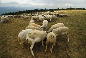 Cevennes: Flock of sheep summit of Mont Aigoual Cevennes