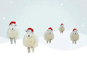 111020: Flock of sheep wearing red Santa hats in illustrated