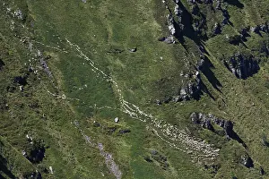 Cantal: Flock of sheeps in the mountains Auvergne France