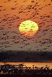 Hook: Flock of Snow Geese in flight at sunrise