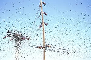 Wires: Flock of starlings