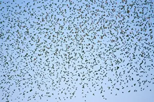Sturnidae: Flock of Starlings