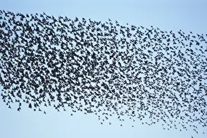 Sturnidae: Flock of Starlings (Sturnus vulgaris)