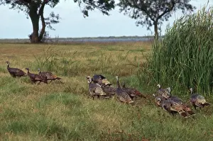 Gamebird: Flock of Turkeys