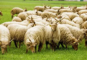 Strepsiceros: Flock of twisted-horn Racka sheep grazing