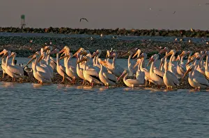 Cameron: Flock of White Pelicans