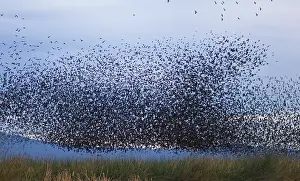 Icterid: Flocks of Cowbirds (Molothrus ater)