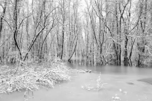Alluvial: Flooded alluvial forest of unidentified species of Willow