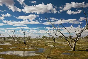Cooper: Flooded dead trees in Cooper Creek reflect in water