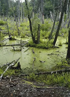 Duckweed: Flooded Forest