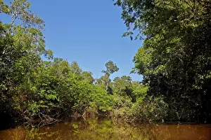 Floods: Flooded forest Amazon river basin Manaus Amazonas