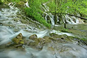 Cascading: Flooded forest - river cascading through forest