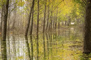 Planted: Flooded Poplar plantation on the edge of Lake Doirani
