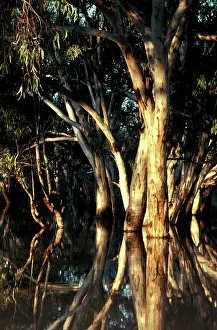 Camaldulensis: Flooded red gums (Eucalyptus camaldulensis) Darling