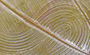 Flooded: Detail of a flooded rice field in May. The tracks