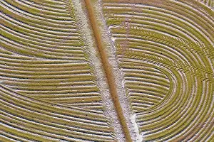 Tracks: Detail of a flooded rice field in May. The tracks
