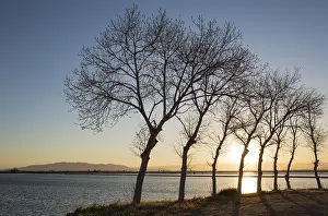 Delta: Flooded rice field at sunset - environs of the Ebro