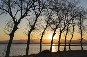 Delta: Flooded rice field at sunset - environs of the Ebro