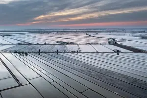 Delta: Flooded rice fields in May at daybreak. Aerial view