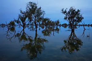 Cooper: Flooded trees in Cooper Creek reflect on the water in blue l