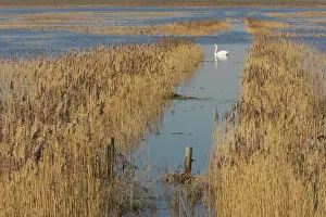 Washes: Flooded Winter Washes - with Mute Swan (Cygnus Olor)