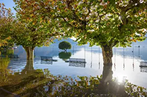 Flooding: Flooding alpine lake Lago Maggiore with trees and