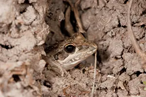 Inermis: Floodplain Frog