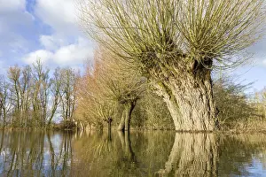Salix: Floodplain of river IJssel with Willows (Salix