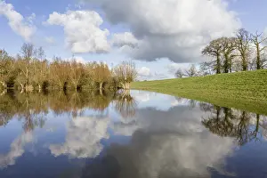 Salix: Floodplain of river IJssel with Willows (Salix