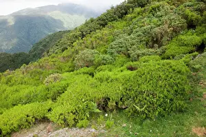 Serra: Flora - on Paul de Serra Plateau at 1500 meters high