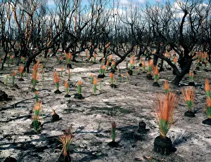 Regrowth: Flora regeneration seven weeks after fire Leaves