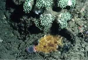 Valerie & Ron Taylor: FLORAL MAORI WRASSE-CAMOFLAGUE