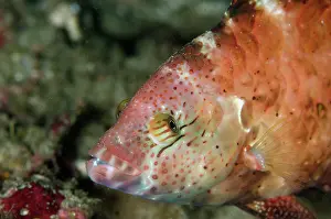 Kode: Floral Wrasse Boulders dive site, Horseshoe Bay